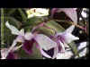 Orchides_v02.jpg (29976 octets)