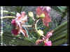 Orchides_v04.jpg (40074 octets)